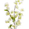 Evighedsbuket Ferskenblomst i Hvid (105cm)