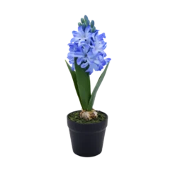 Hyacint i Potte i Blå (H28,5cm)