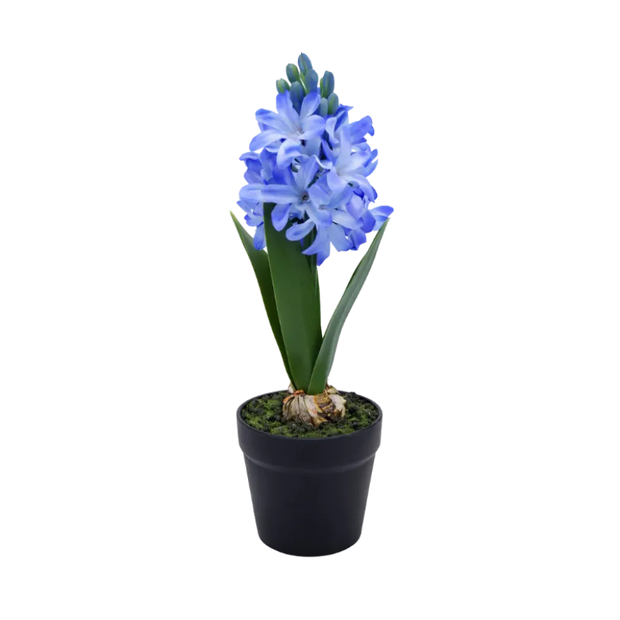 Hyacint i Potte i Blå (H28,5cm)