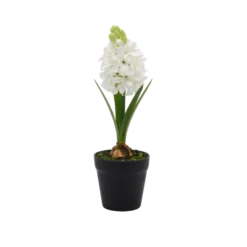 Hyacint i Potte i Hvid (H28,5cm)
