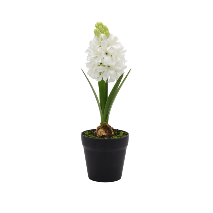 Hyacint i Potte i Hvid (H28,5cm)