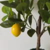 Kunstig Plante Citrontræ (H60cm)