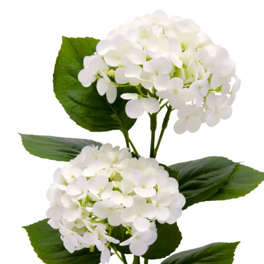 Kunstig Plante Hortensia i Hvid (H41cm)