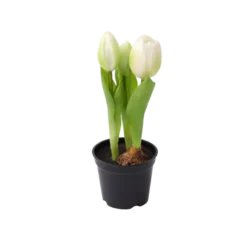 Kunstig Plante Tulipaner i Hvid (H23cm)