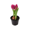 Kunstig Plante Tulipaner i Lyserød (H21cm)