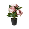 Pæon i Potte i Rosa (H27cm)