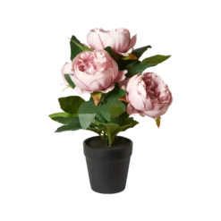 Pæon i Potte i Rosa (H27cm)