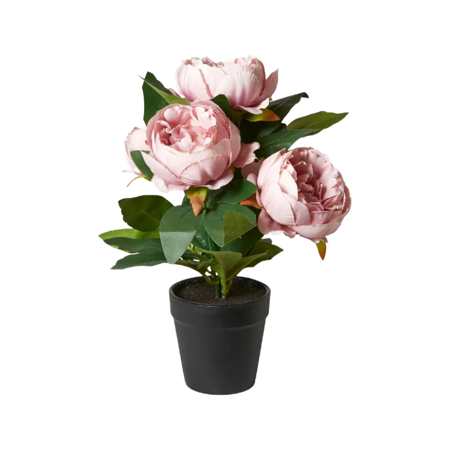 Pæon i Potte i Rosa (H27cm)