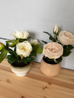 Rose i Potte i Hvid (35cm)