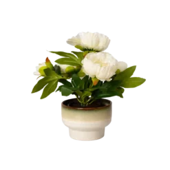 Rose i Potte i Hvid (35cm)