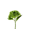 3 stk. Hortensia Blomster I Grøn (H55cm)