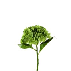 3 stk. Hortensia Blomster I Grøn (H55cm)