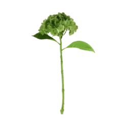 3 stk. Hortensia Blomster I Grøn (H55cm)
