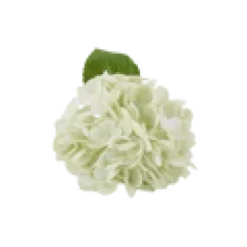 3 stk. Hortensia Blomster I Hvid (H32cm)