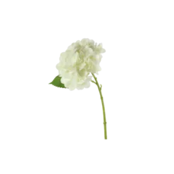 3 stk. Hortensia Blomster I Hvid (H32cm)