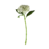 3 stk. Hortensia Blomsteri Hvid
