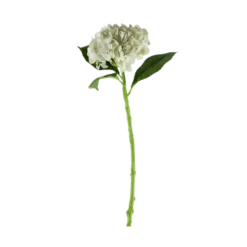 3 stk. Hortensia Blomsteri Hvid