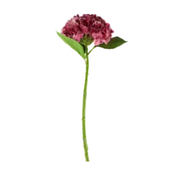 3 stk. Hortensia Blomst i Lyserød (H55cm)