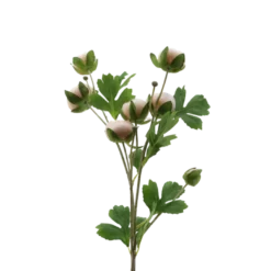 3 stk. Ranunkel Blomster i Champagne Farve (73cm)