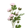 3 stk. Ranunkel Blomster i Lyserød (H73cm)