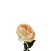 3 stk. Roser i Champagne Farve (H68cm)