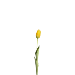 3 stk. Tulipaner i Gul (H48cm)