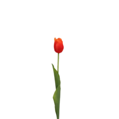 3 stk. Tulipaner i Orange (H48cm)